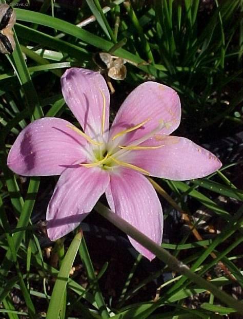 Фотографии к статье: Зефирантес крупноцветковый (Zephyranthes grandiflora)