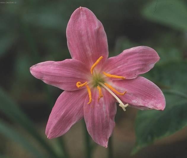 Фотографии к статье: Зефирантес крупноцветковый (Zephyranthes grandiflora)