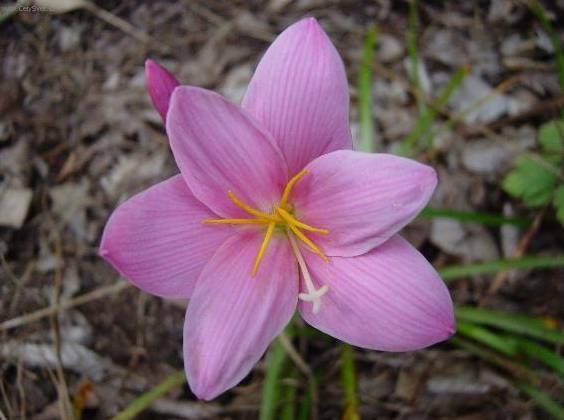 Фотографии к статье: Зефирантес крупноцветковый (Zephyranthes grandiflora)