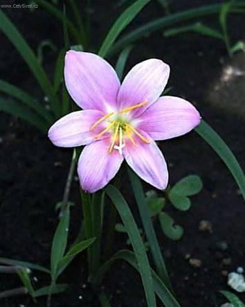 Фотографии к статье: Зефирантес крупноцветковый (Zephyranthes grandiflora)