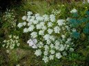 Фотография: Pimpinella saxifraga