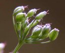 Фотография: Pimpinella saxifraga