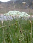 Фотография: Pimpinella saxifraga