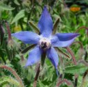 Фотография: Borago officinalis L.