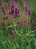 Фотография: Stachys betonica