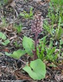 Фотография: Petasites hybridus L.