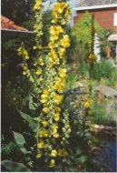 Фотография: Verbascum thapsiforme Schrad., Verbascum phlomoides L