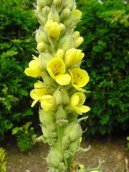 Фотография: Verbascum thapsiforme Schrad., Verbascum phlomoides L