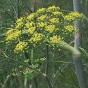 Фотография: Foeniculum officinalis