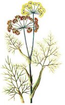 Фотография: Foeniculum officinalis