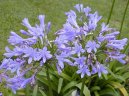 Фотографии к статье: Агапантус (Agapanthus)