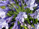 Фотографии к статье: Агапантус (Agapanthus)