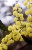 Фотографии к статье: Акация (Acacia)