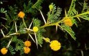 Фотографии к статье: Акация (Acacia)