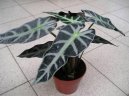 Фотографии к статье: Алоказия (арум) (Alocasia)