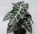 Фотографии к статье: Алоказия (арум) (Alocasia)