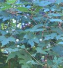 Ампелопсис (виноградовник) (Ampelopsis) / Комнатные растения и цветы / Нецветущие растения