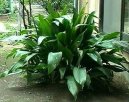 Аспидистра (Aspidistra) / Комнатные растения и цветы / С красивыми листьями