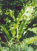 Фотографии к статье: Асплениум (листовник) сколопендровый (Asplenium scolopendrium)