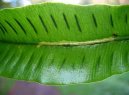 Фотографии к статье: Асплениум (листовник) сколопендровый (Asplenium scolopendrium)