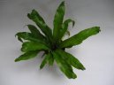 Фотографии к статье: Асплениум (листовник) сколопендровый (Asplenium scolopendrium)