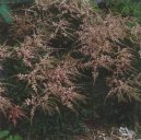 Астильба Арендса (Astilbe arendsii) / Комнатные растения и цветы / Требовательные и капризные растения