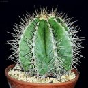 Фотографии к статье: Астрофитум (Astrophytum)