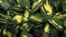 Аукуба японская (золотое дерево) (Aucuba japonica) / Комнатные растения и цветы / С красивыми листьями