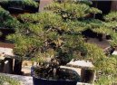 Фотографии к статье: Бонсай (Bonsai)