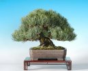 Фотографии к статье: Бонсай (Bonsai)