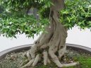 Фотографии к статье: Бонсай (Bonsai)