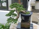 Фотографии к статье: Бонсай (Bonsai)