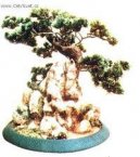 Фотографии к статье: Бонсай (Bonsai)