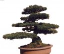 Фотографии к статье: Бонсай (Bonsai)