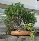 Фотографии к статье: Бонсай (Bonsai)