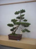 Фотографии к статье: Бонсай (Bonsai)