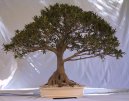 Фотографии к статье: Бонсай (Bonsai)