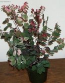 Брейния (Breynia) / Комнатные растения и цветы / Кустовые