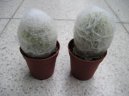 Фотографии к статье: Цефалоцереус (Cephalocereus)