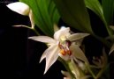 Фотографии к статье: Целогина (Coelogyne)