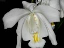 Фотографии к статье: Целогина (Coelogyne)