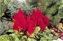 Целозия (Celosia) / Комнатные растения и цветы / Цветущие растения