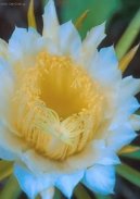 Фотографии к статье: Цереус (Cereus)