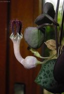 Фотографии к статье: Церопегия Вуда (Ceropegia Woodii)