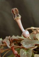 Фотографии к статье: Церопегия Вуда (Ceropegia Woodii)