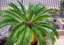 Фотографии к статье: Цикас, саговник (Cycas revoluta)