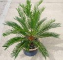 Фотографии к статье: Цикас, саговник (Cycas revoluta)