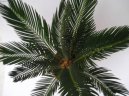 Фотографии к статье: Цикас, саговник (Cycas revoluta)