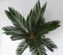 Цикас, саговник (Cycas revoluta) / Комнатные растения и цветы / С красивыми листьями