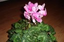 Фотографии к статье: Цикламен, дряква (Cyclamen)